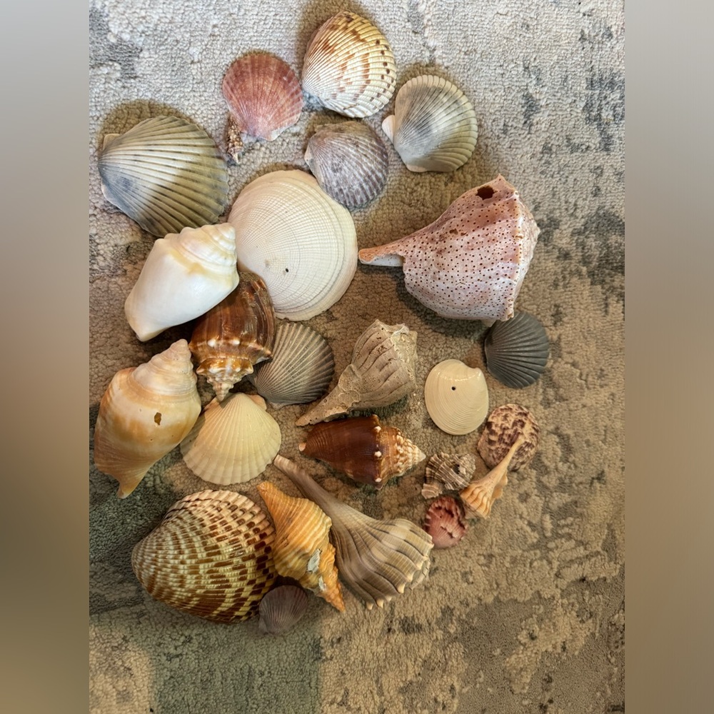 24 Assorted Shells for Arts and Crafts Projects.  Hand picked in SW Florida.